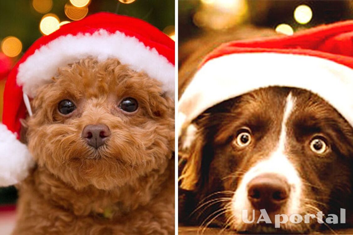 Можуть серйозно нашкодити: які різдвяні ласощі заборонні собакам