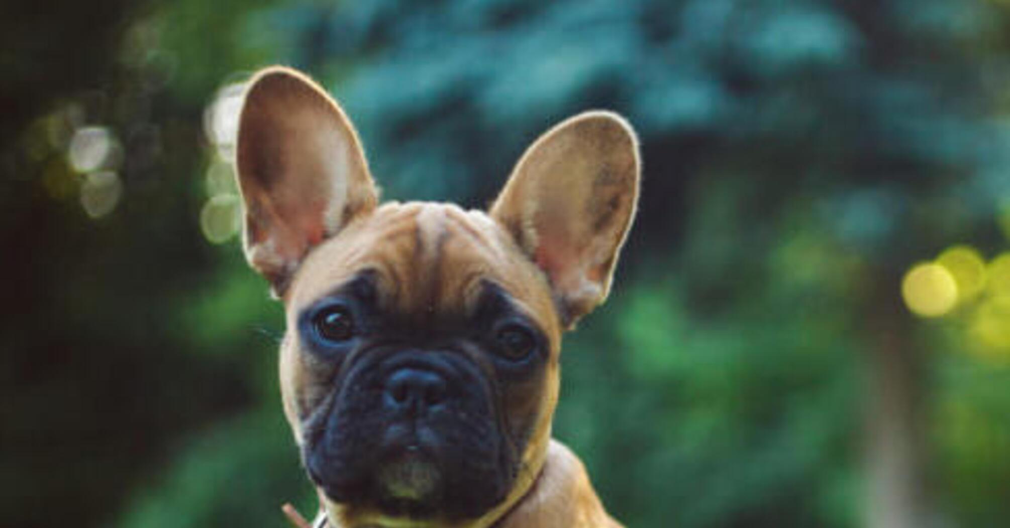 Идеальны для одиночек: топ пород собак, не требующих много внимания