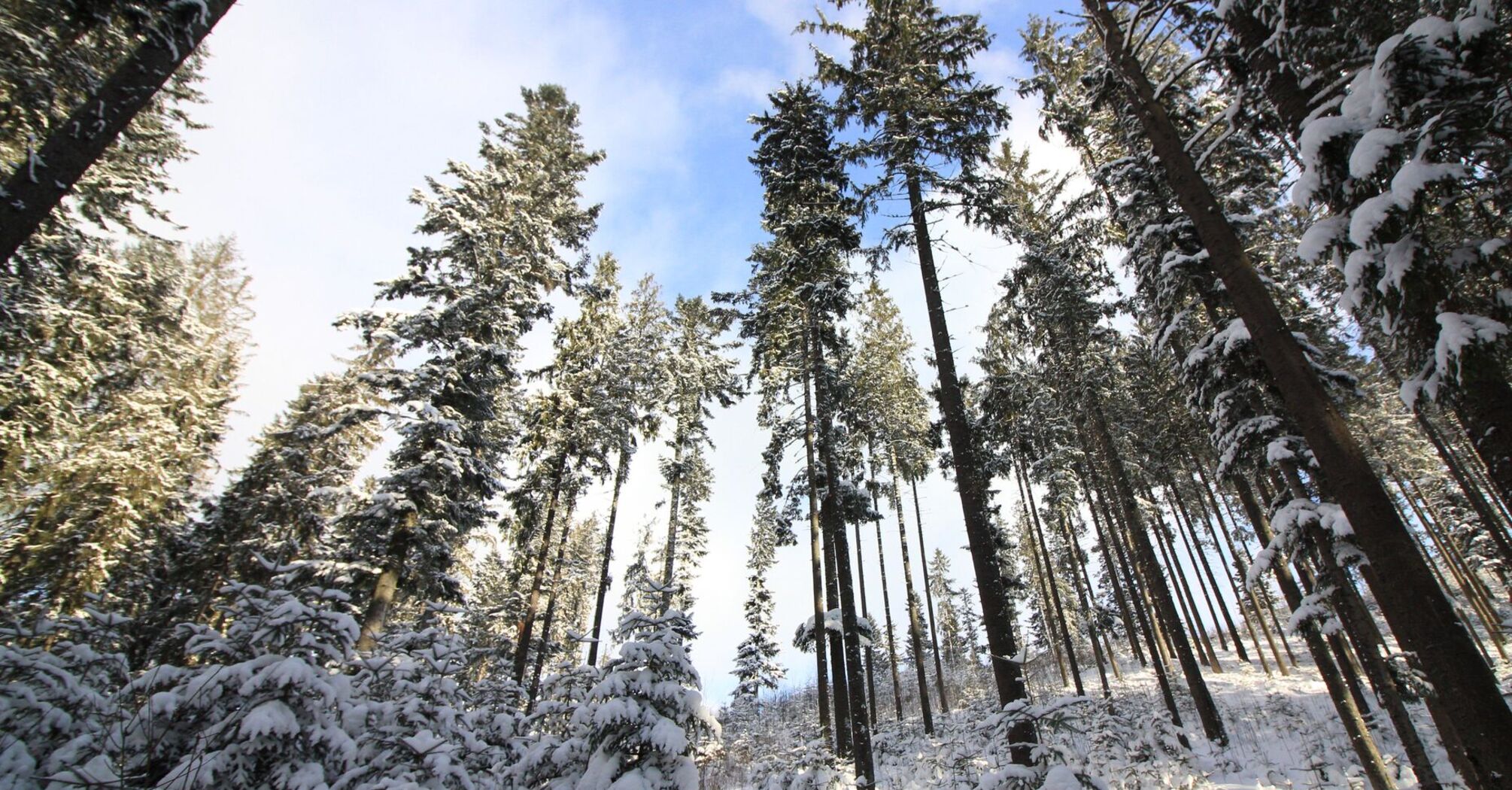 Морозы, снег и сильный ветер: прогноз погоды на 9 декабря