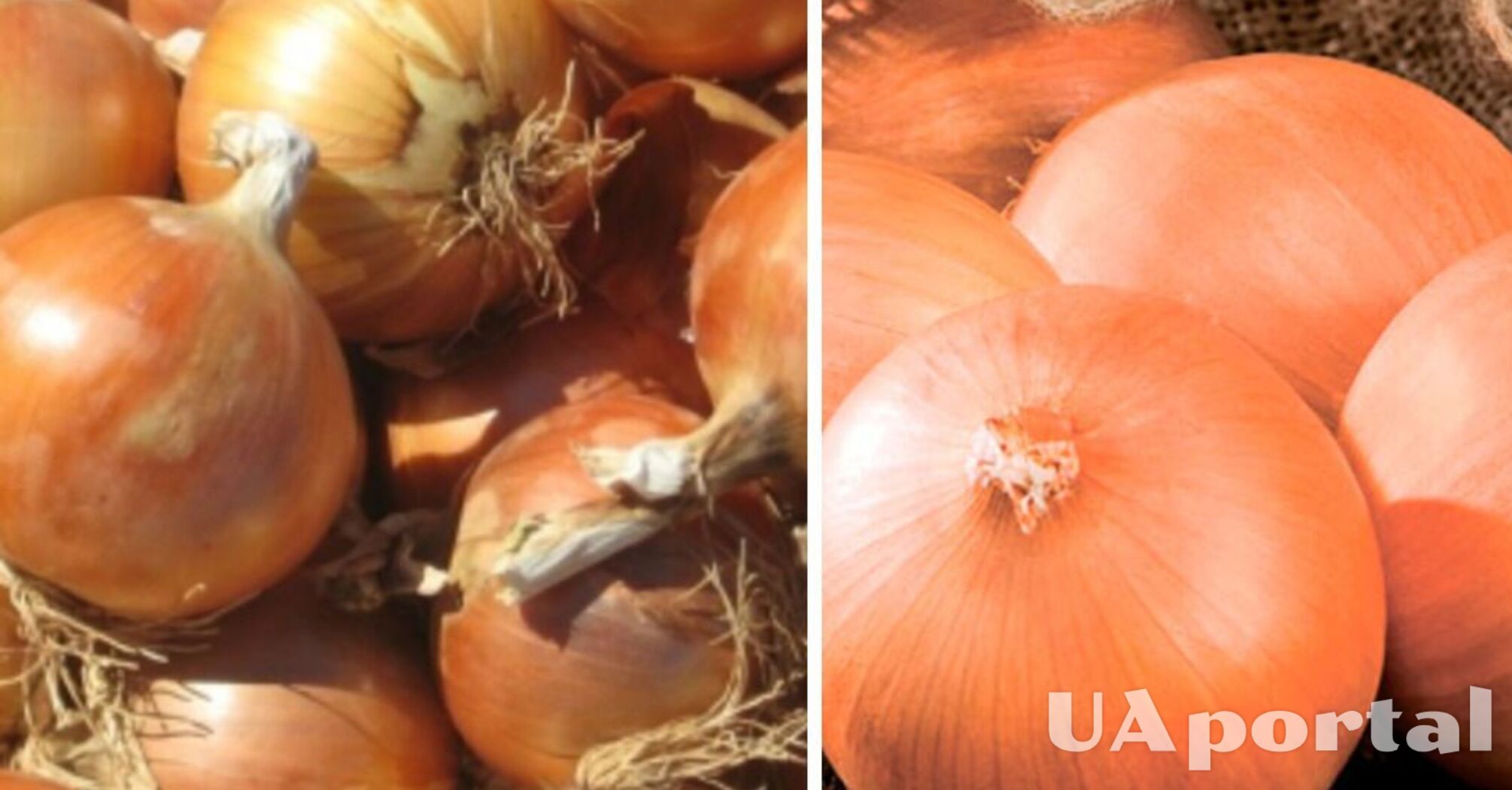 В Україні впала ціна на популярний овоч: яка вартість кілограму  