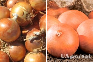 В Украине упала цена на популярный овощ: какая стоимость килограмма