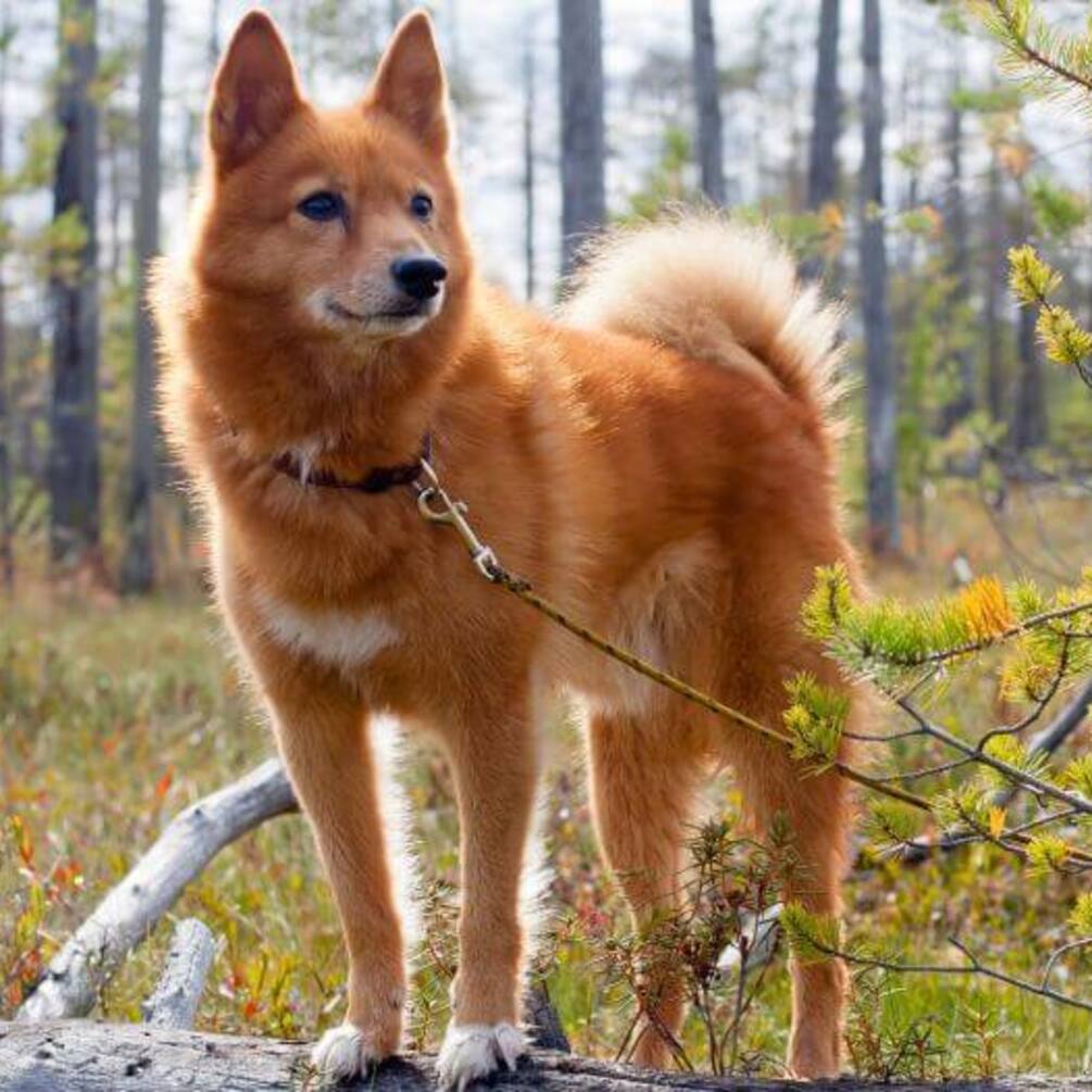 Не отвести глаз: топ самых красивых и редких пород собак