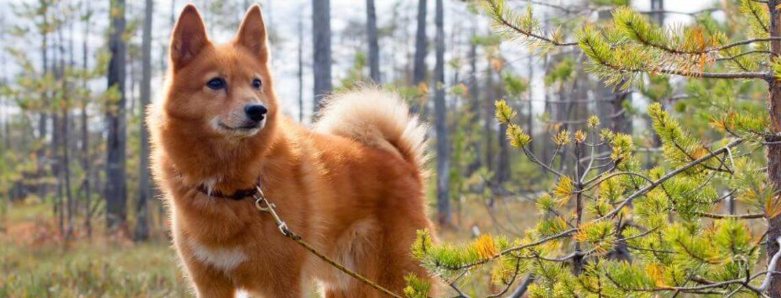 Не відвести очей: топ найкрасивіших та рідкісних порід собак
