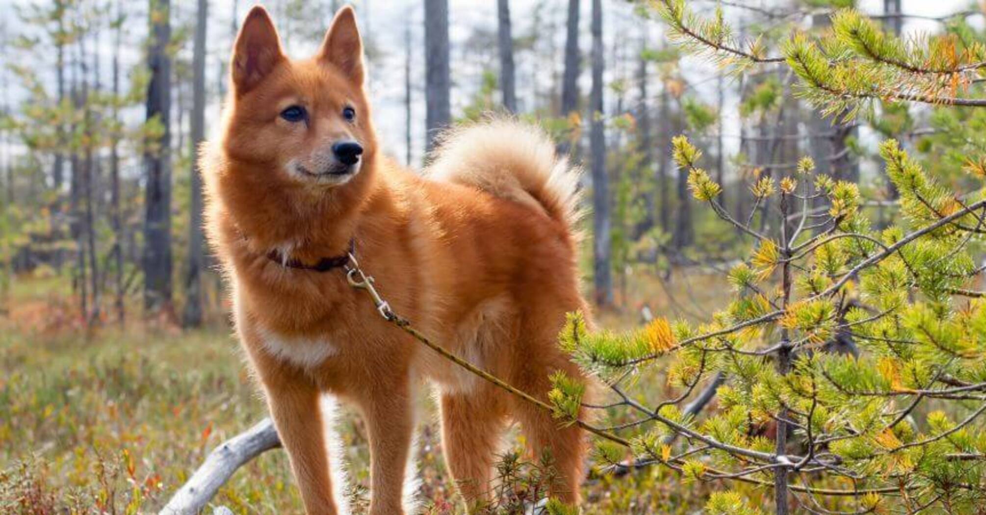 Не отвести глаз: топ самых красивых и редких пород собак