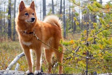 Не відвести очей: топ найкрасивіших та рідкісних порід собак