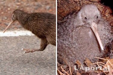 Биологи раскрыли уникальную особенность птиц киви из Новой Зеландии.
