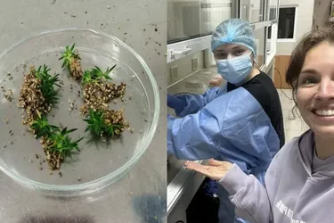 Astonishingly strong: scientists reveal the secret of Arctic plants' endurance