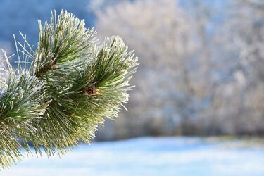 Весна не за горами: синоптикиня розповіла, коли в Україні потеплішає до +10 та де зима ще затримається