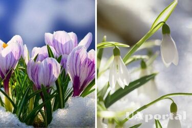 До 16 градусів тепла: коли в Україну прийде справжня весна