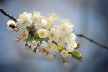 Чи справді весна поб'є температурні рекорди: прогноз на березень, квітень і травень