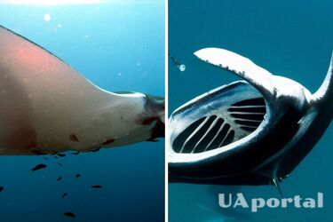 Вчені визначили найрозумнішу рибу в світі: відповідь вразить