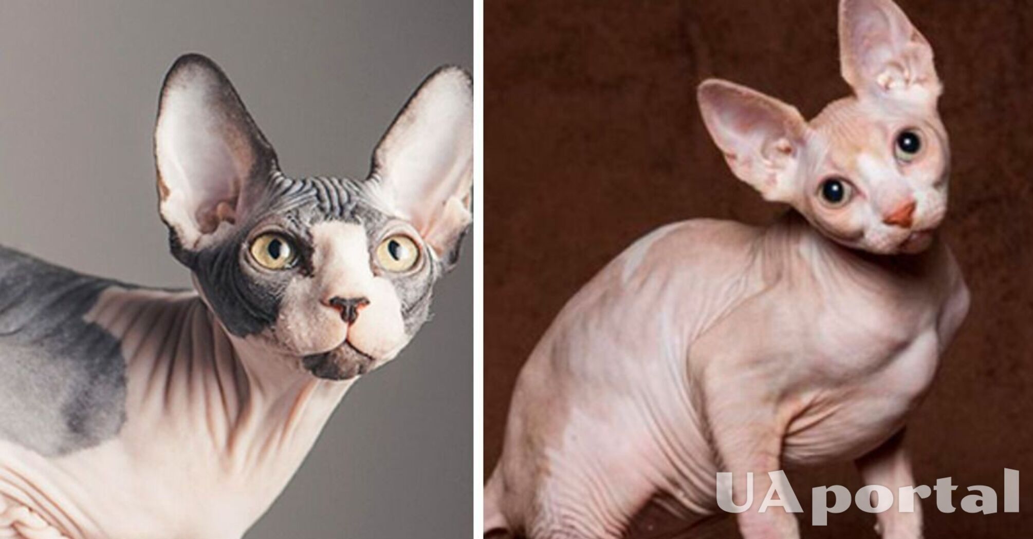 Aliens with a bright character: features of the Canadian Sphynx breed