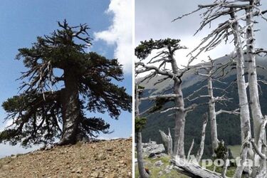 Europe's oldest tree 1647 years old discovered in Lapland: what makes it unique