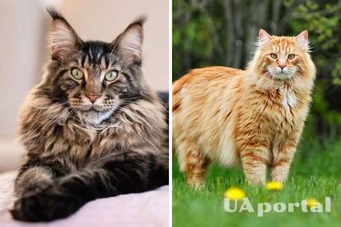 Створять затишок у домі: топ найспокійніших порід котів