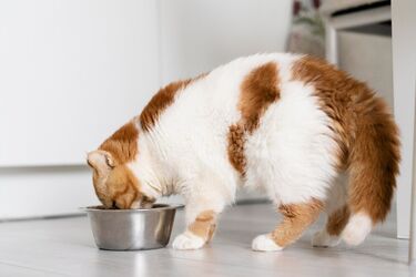 What to feed your furry friends besides food: tips for cat owners