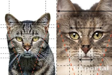 For true aesthetes: the top most beautiful cat breeds in the world