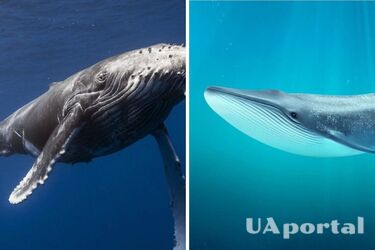 Найсамотніше створіння на планеті: вчені розкрили загадку 52-герцевого кита