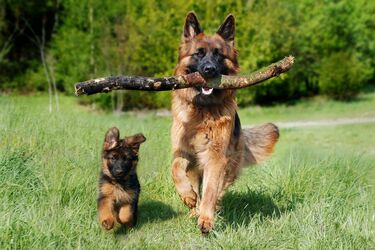 Dogs-intellectuals: what breeds have won the hearts of millions (photos)