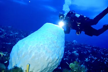 One of the oldest animals on the planet: scientists have discovered a creature in Antarctica that has been hiding there for 15 thousand years (photos, video)