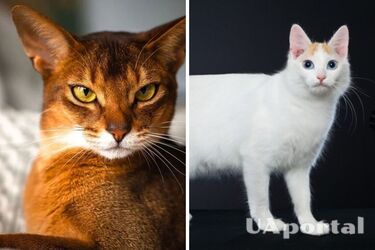 Сумно точно не буде: топ грайливих порід котів