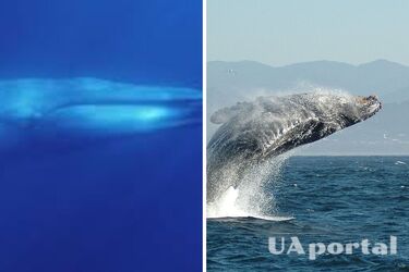 Схожа на людську мову: вчені зробили унікальне відкриття у ході дослідження пісні горбатого кита