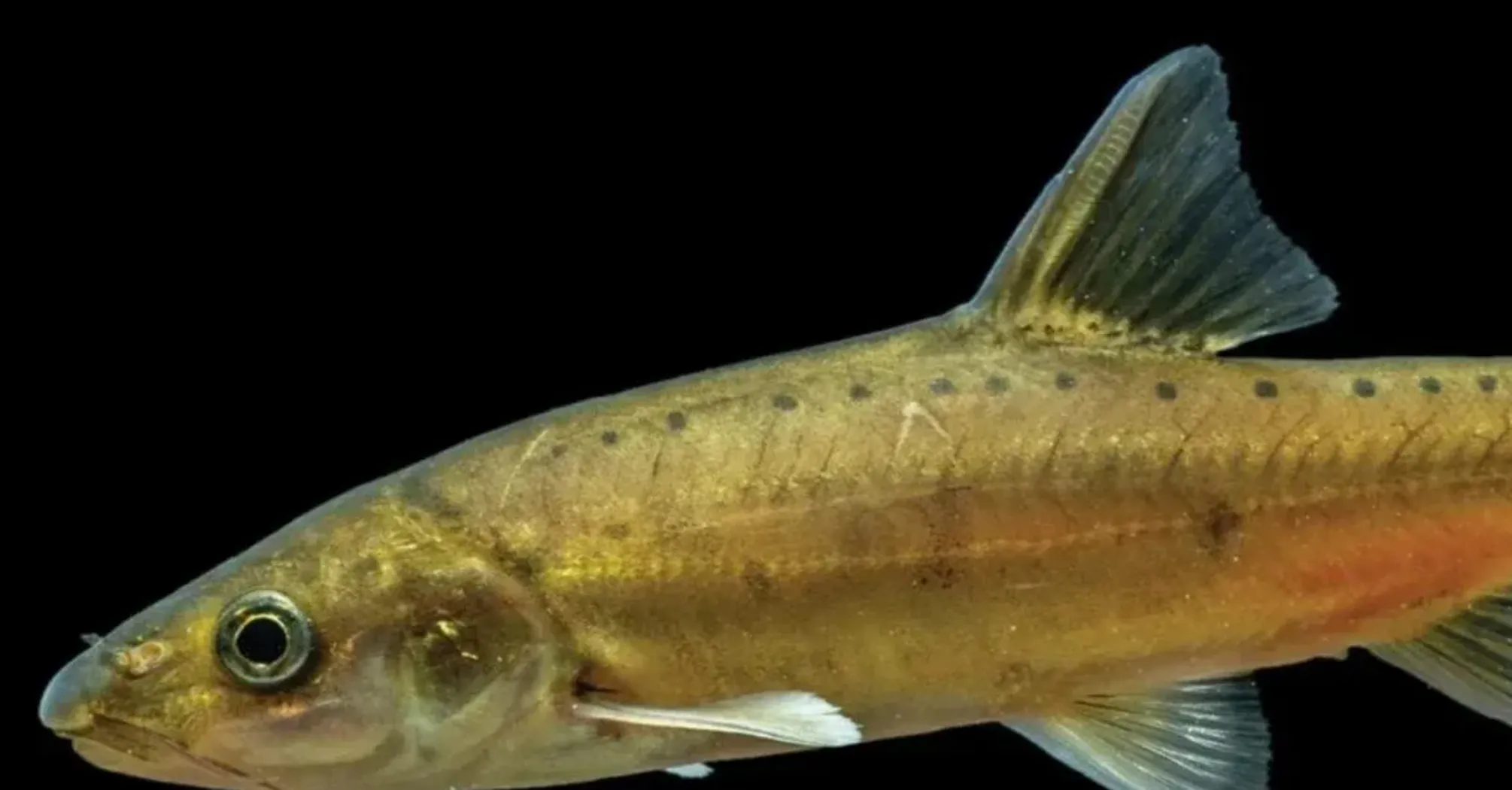 Scientists found a unique goldfish in China: what is interesting