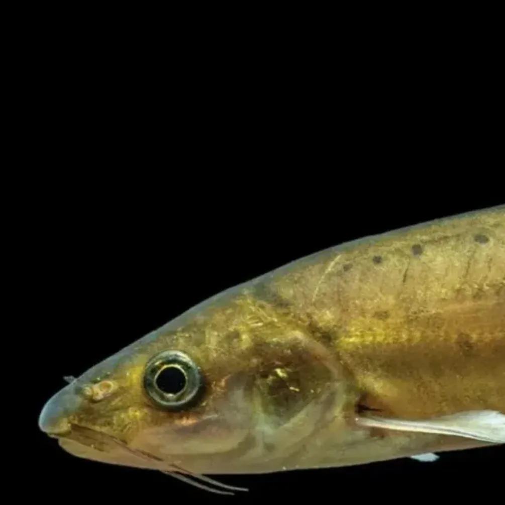 Scientists found a unique goldfish in China: what is interesting