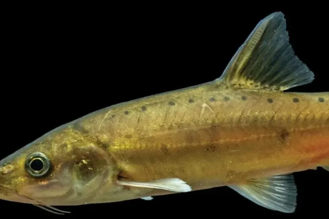 Scientists found a unique goldfish in China: what is interesting