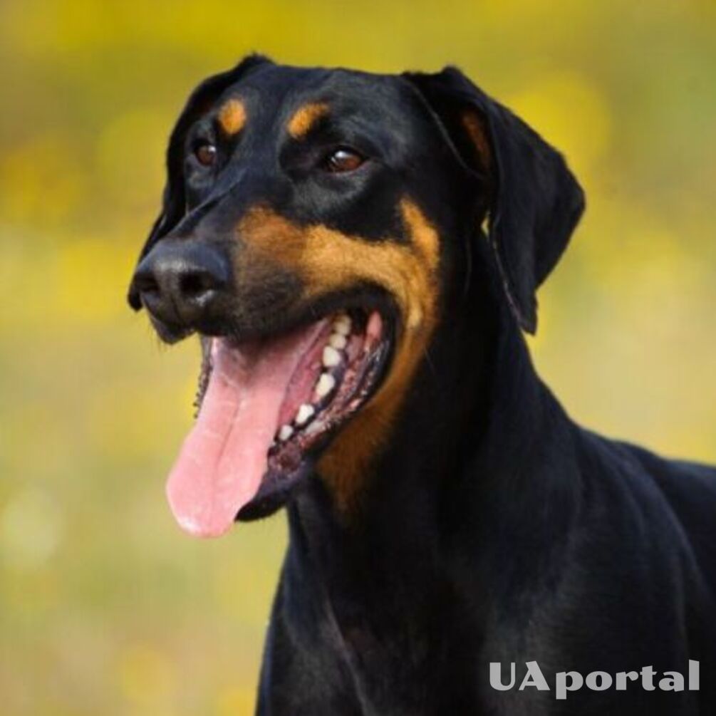 Vindictive and vindictive: top dog breeds that do not forgive