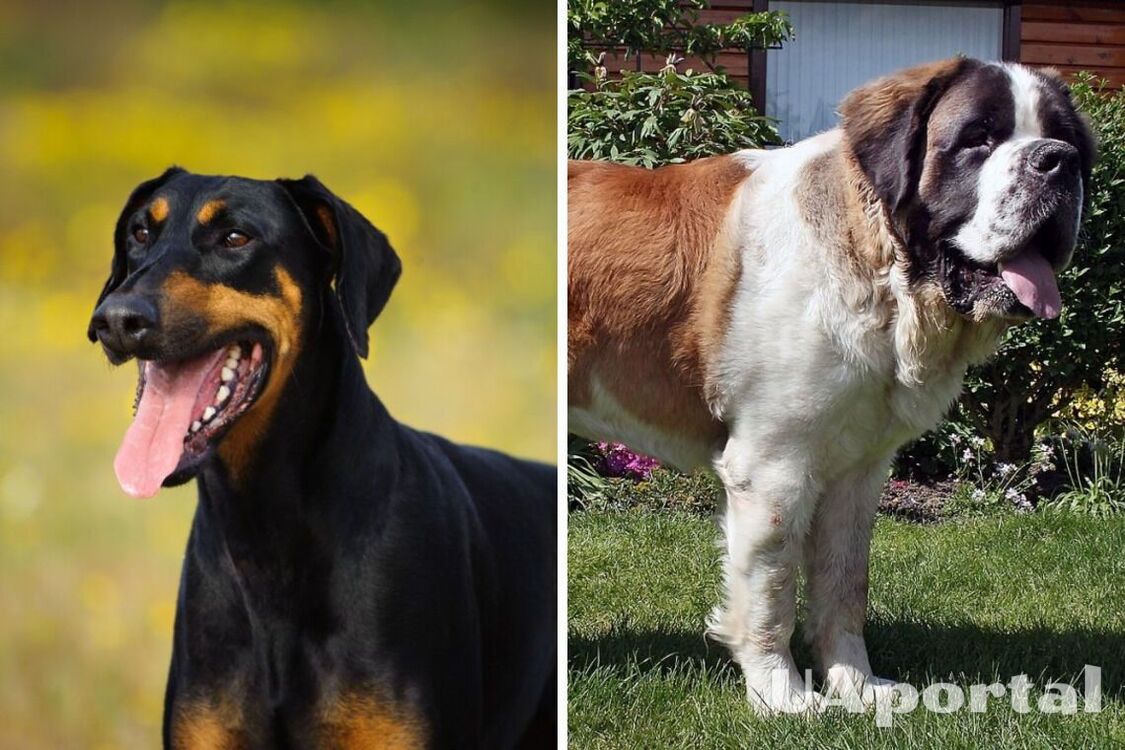 Vindictive and vindictive: top dog breeds that do not forgive