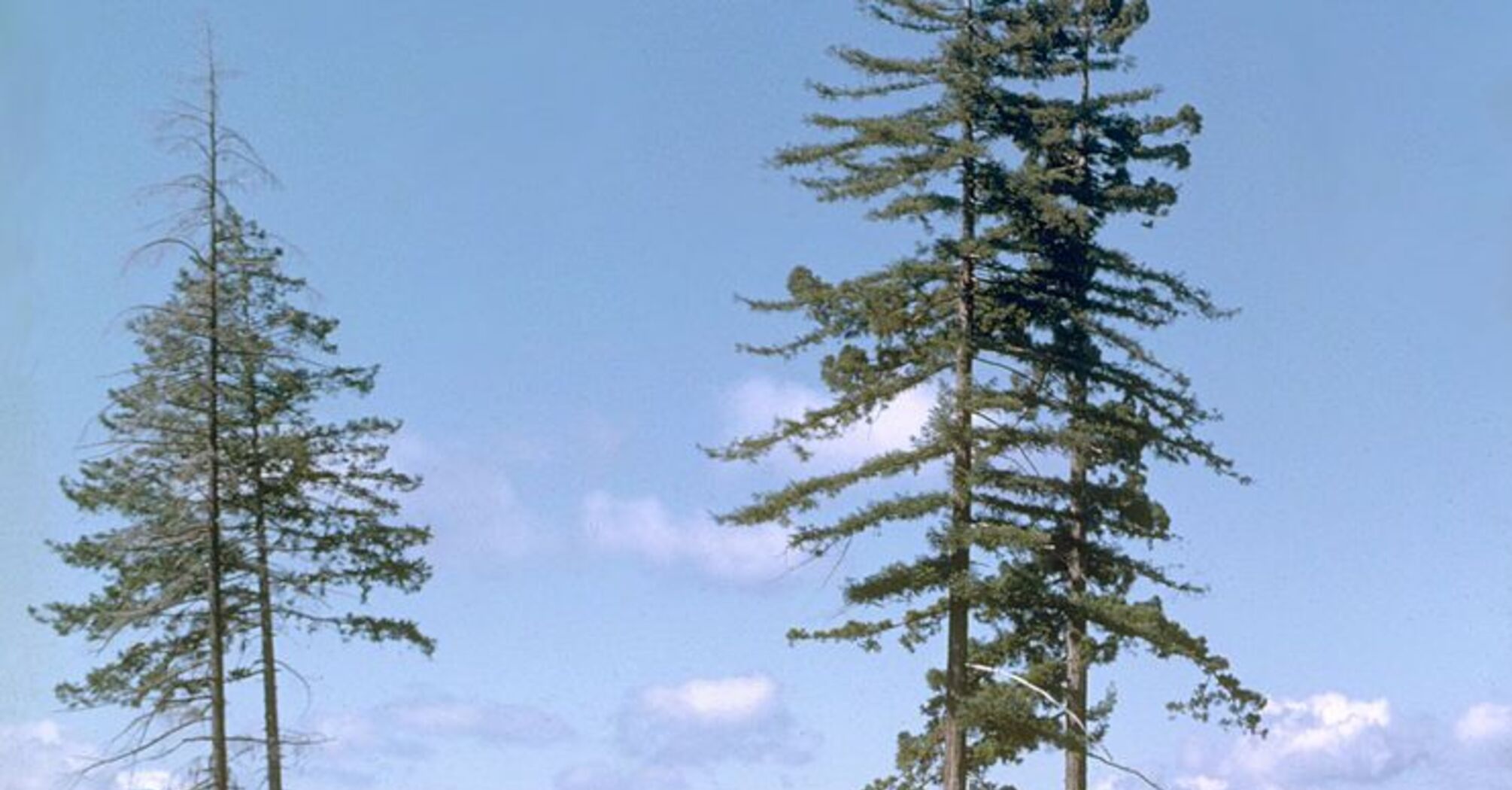 What the tallest tree in the world looks like and why it costs 5 thousand dollars to visit it