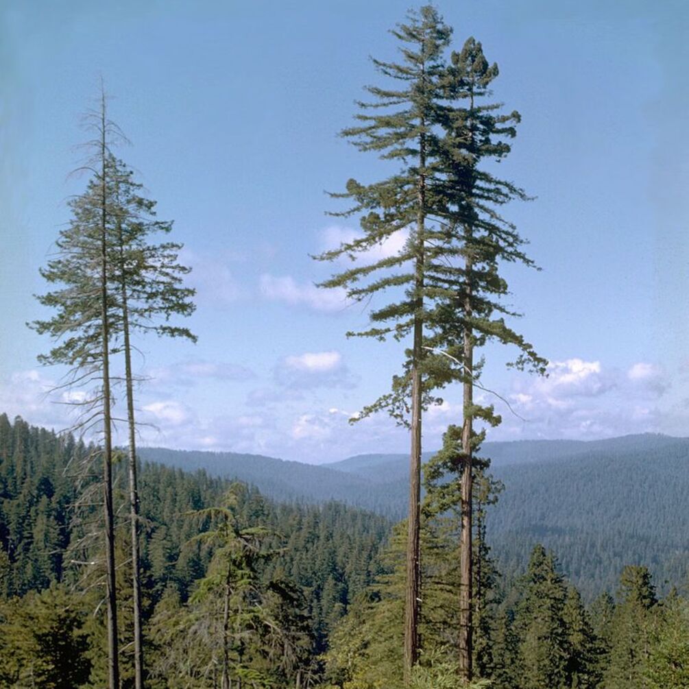 What the tallest tree in the world looks like and why it costs 5 thousand dollars to visit it