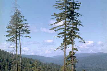 What the tallest tree in the world looks like and why it costs 5 thousand dollars to visit it