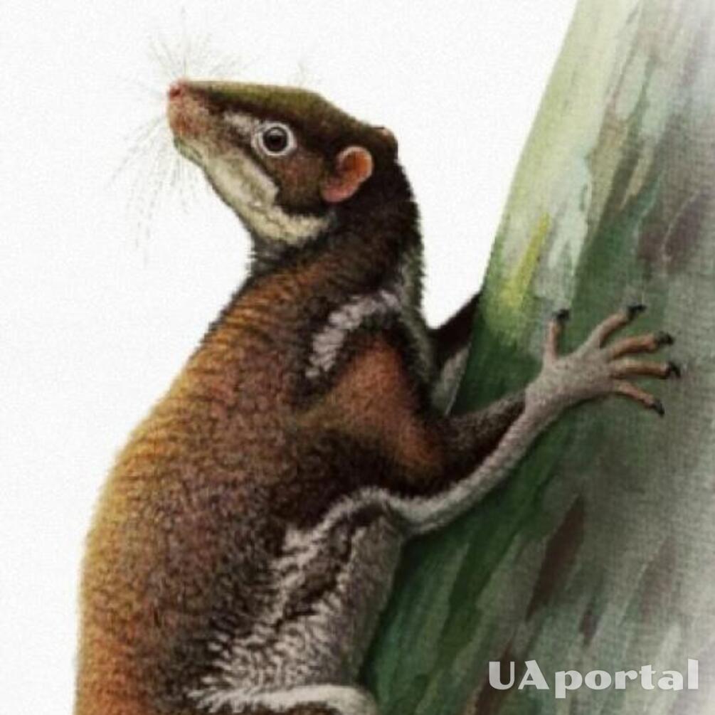 Probable ancient human relative: scientists discover 62 million-year-old mammal remains