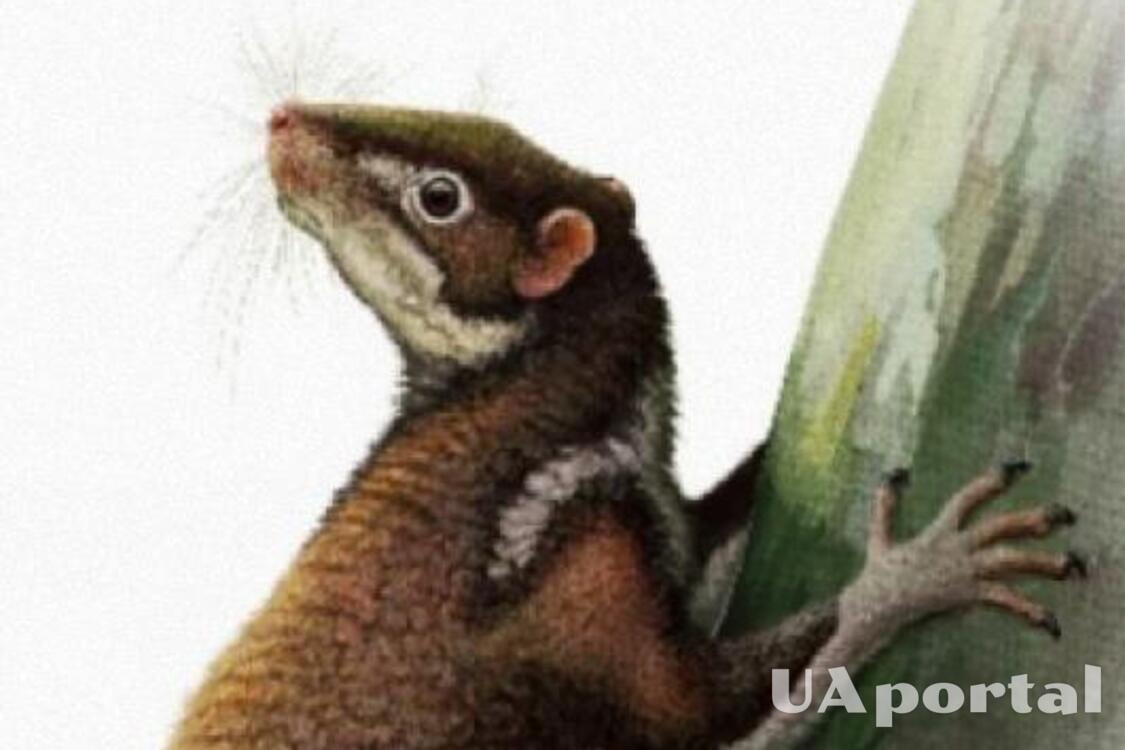 Probable ancient human relative: scientists discover 62 million-year-old mammal remains