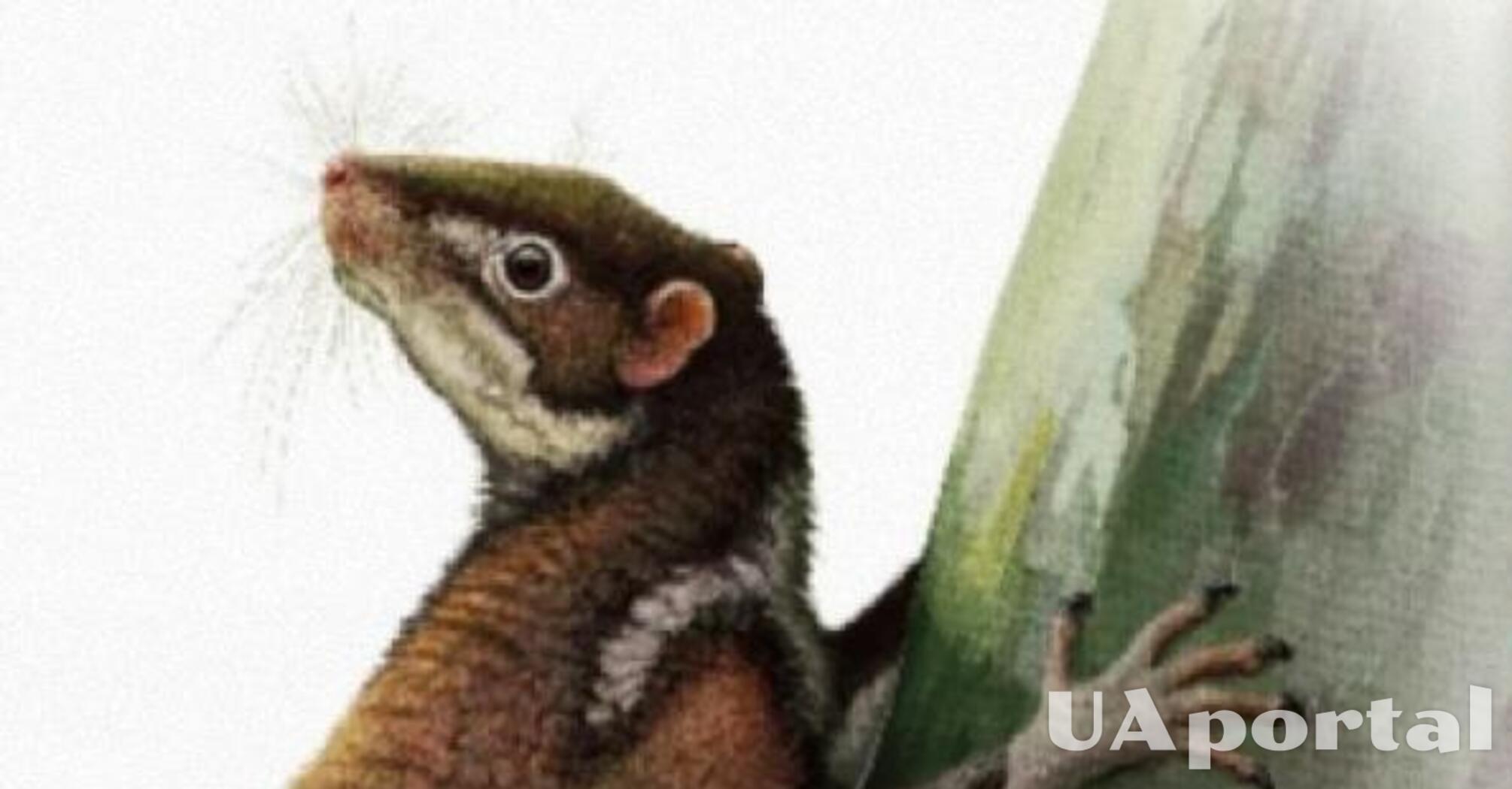 Probable ancient human relative: scientists discover 62 million-year-old mammal remains