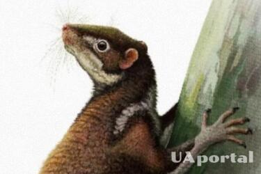 Probable ancient human relative: scientists discover 62 million-year-old mammal remains