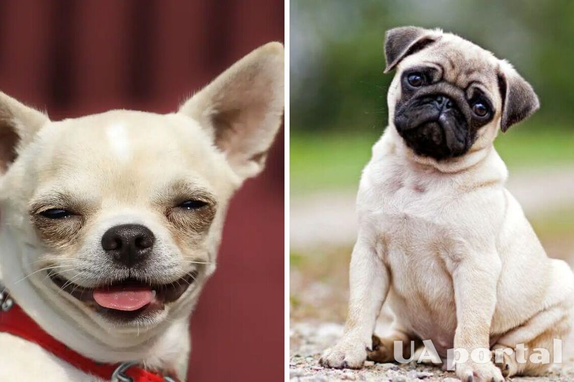 The perfect choice for lazy owners: the top most unpretentious dog breeds