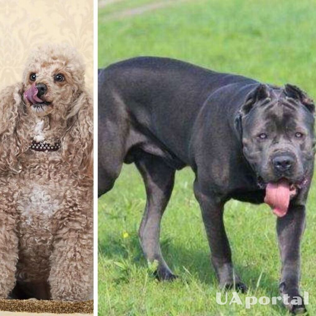 You should be careful with them: the top most aggressive dog breeds