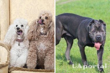You should be careful with them: the top most aggressive dog breeds