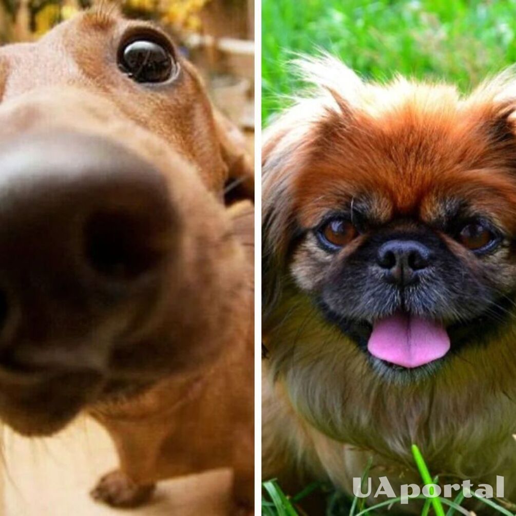 They will not be easy: top dog breeds that are difficult to train