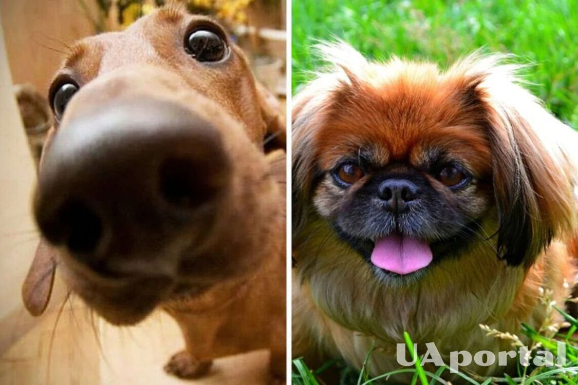 They will not be easy: top dog breeds that are difficult to train