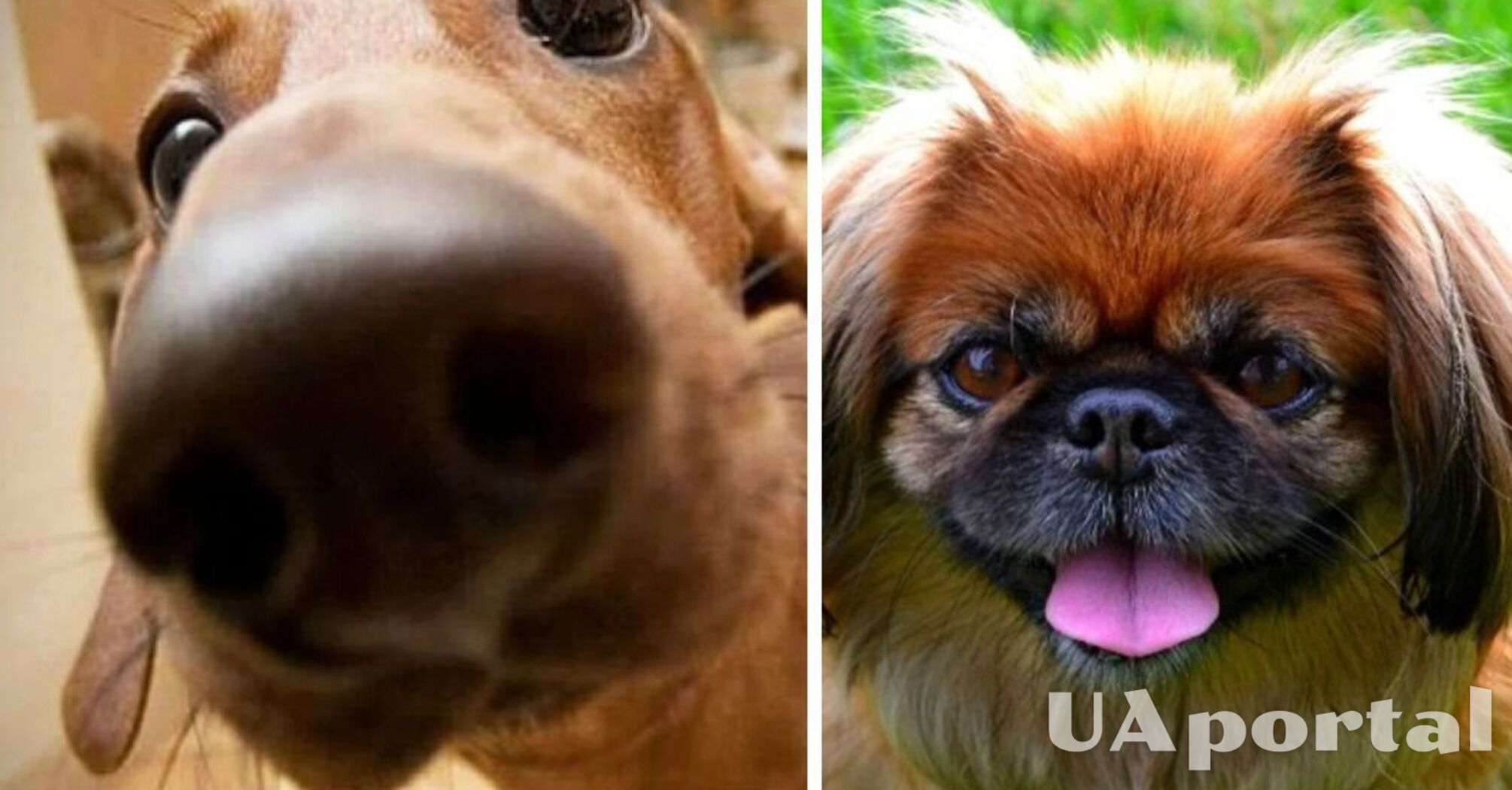 They will not be easy: top dog breeds that are difficult to train