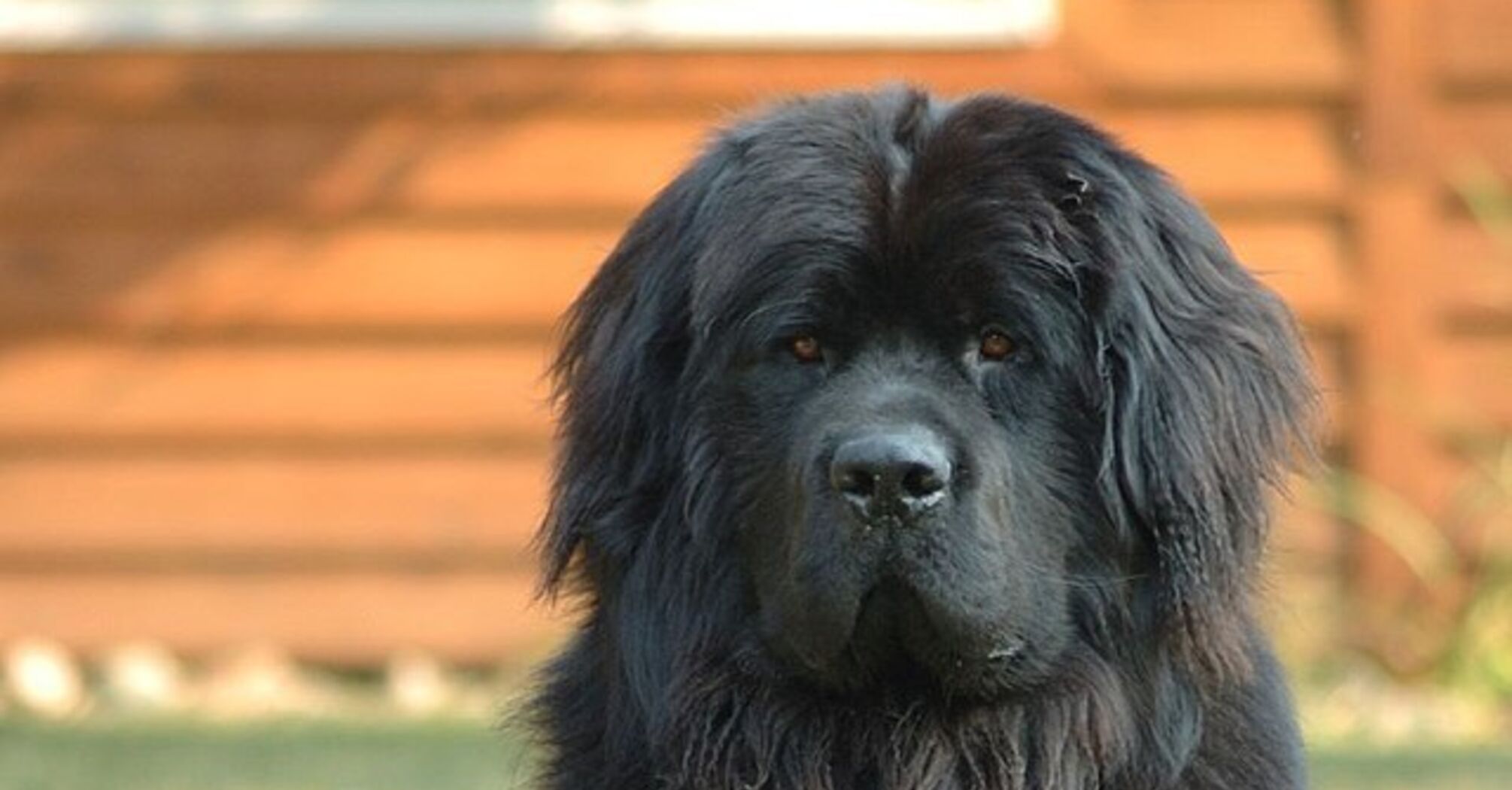 King Size: the top largest dog breeds in the world