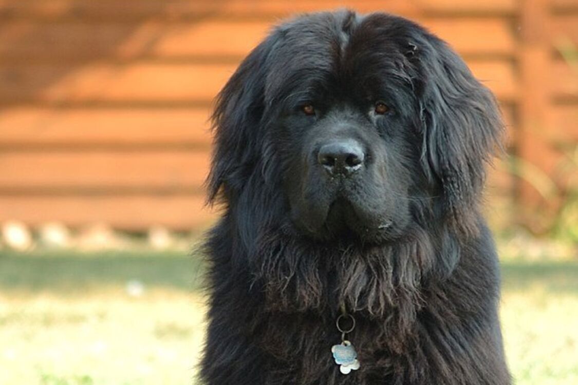 King Size: the top largest dog breeds in the world