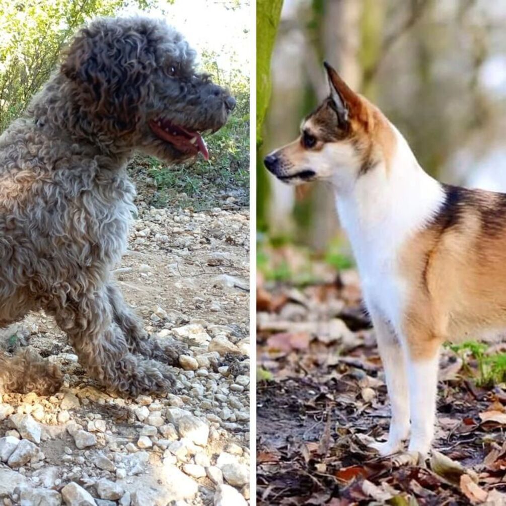 On the verge of extinction: top of the rarest dog breeds