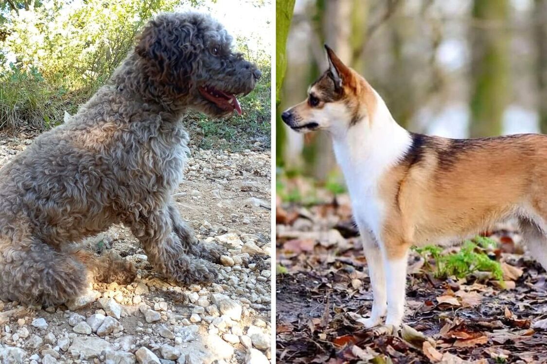 On the verge of extinction: top of the rarest dog breeds