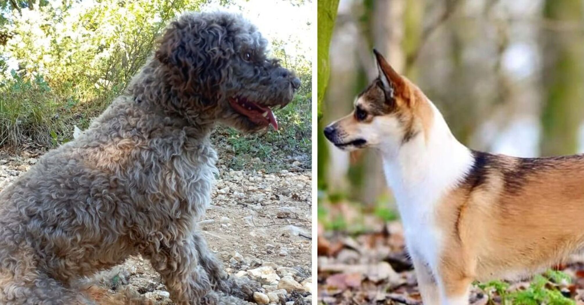 On the verge of extinction: top of the rarest dog breeds
