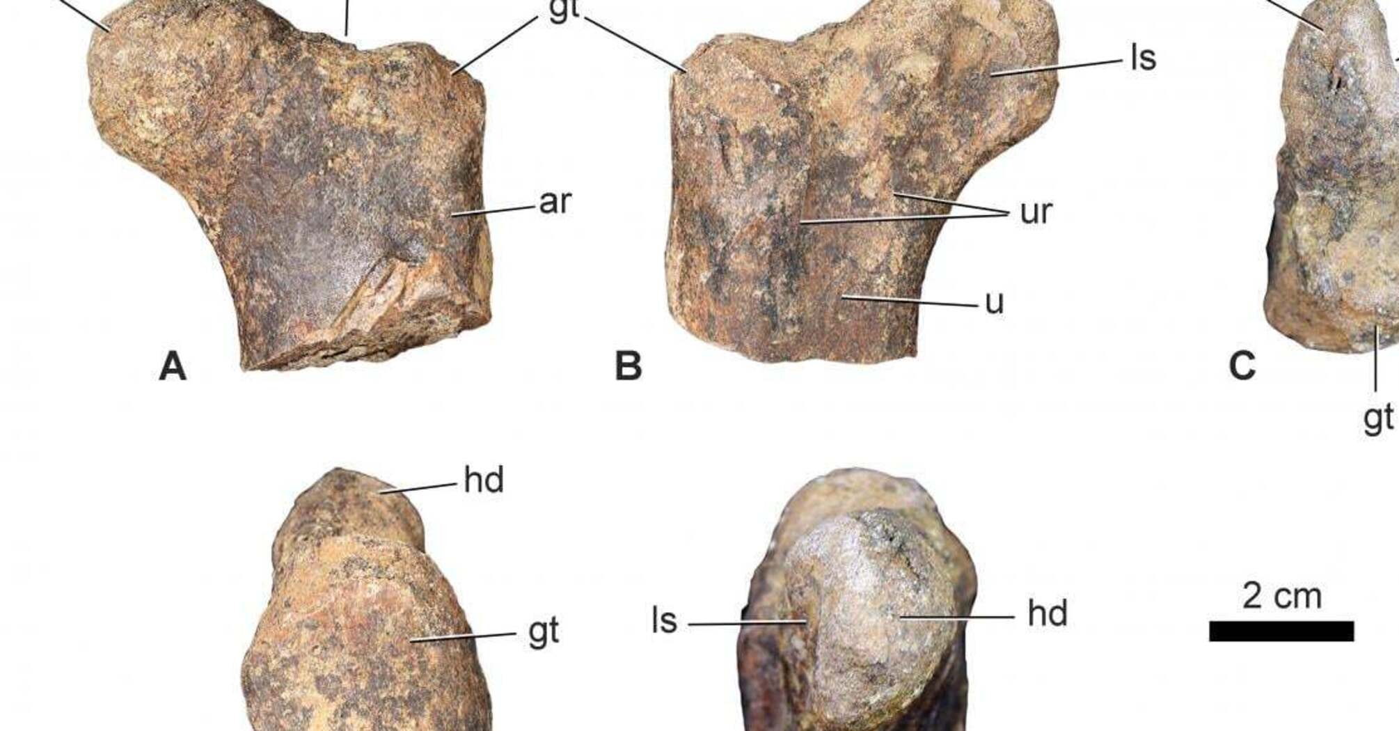 Fossilized remains of a 168 million-year-old dinosaur discovered in Morocco: what makes them unique