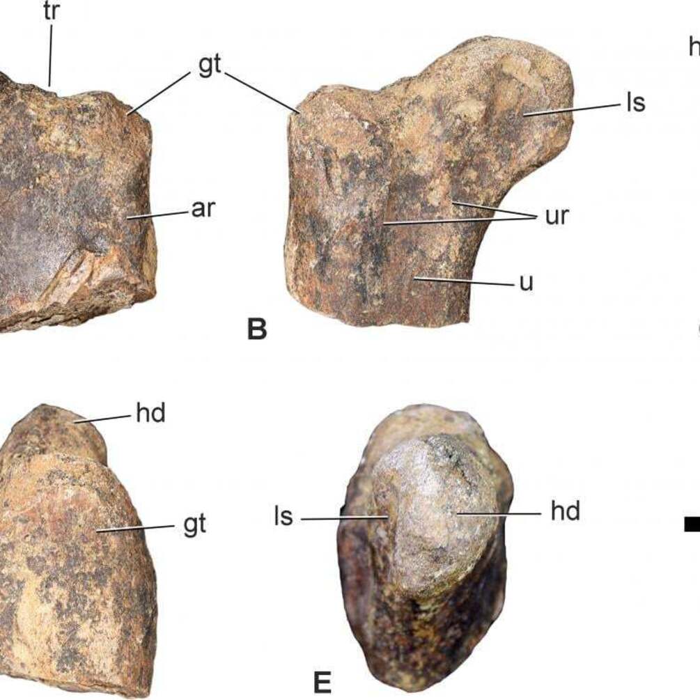 Fossilized remains of a 168 million-year-old dinosaur discovered in Morocco: what makes them unique